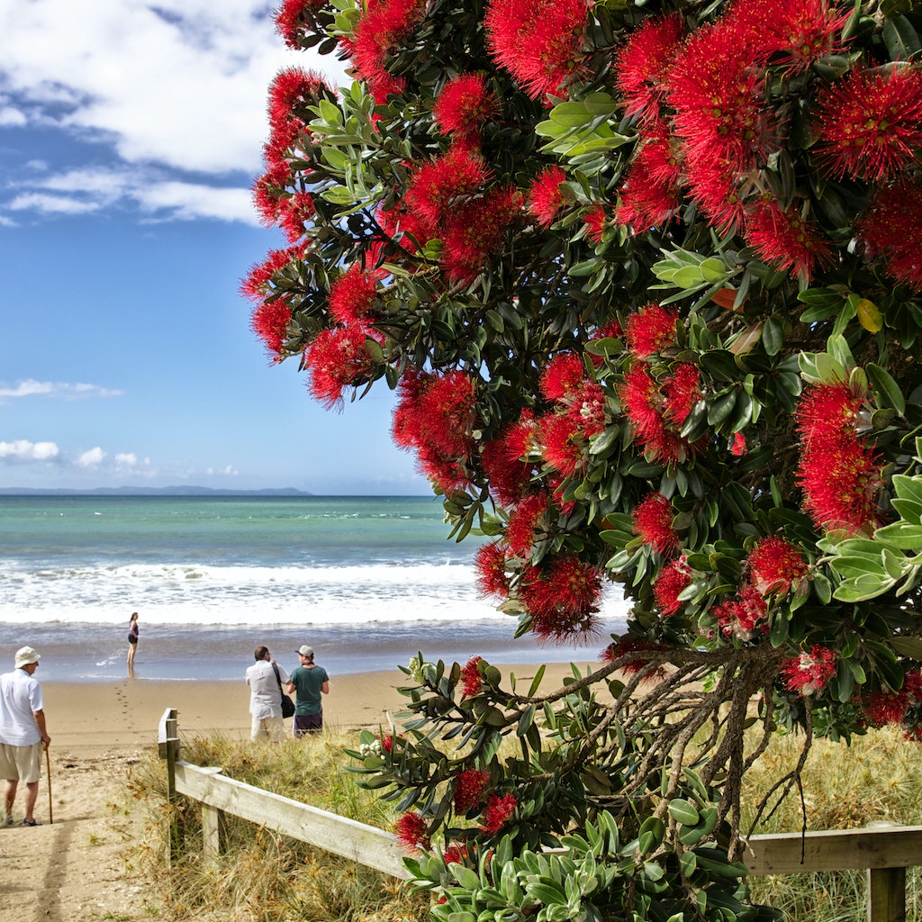 Elevated wide angle past pohutukawa blossoms to a family on a beach at Taipa in Northland. The pohutukawa's flowers blossom around Christmas giving it the name of New Zealand's Christmas tree.
1173481550