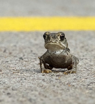 The Toad Has Crossed The Road - Yet another capture of a Toxic Toad crossing the road during a hot Summer day in The Sonoran Desert of Peoria Arizona USA, as many of them invaded the streets after a major flooding Monsoon of August, 2021