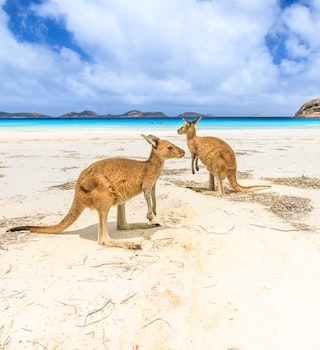 Two kangaroos standing on the beach at Lucky Bay in Cape Le Grand National Park.